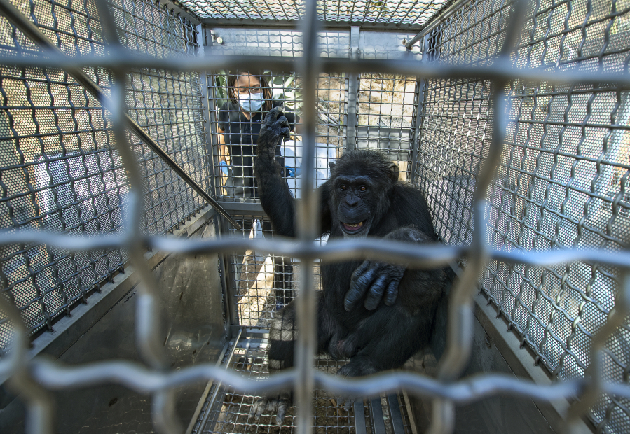 Raven Jackson, chief veterinarian at Chimp Haven in Keithville, Louisiana, looks in on Axel, a 31-year-old male chimpanzee, that was coaxed inside a transport cage at the shuttered Wildlife Waystation in the Angeles National Forest. Eight of the last 10 remaining chimpanzees at the Waystation were individually coaxed into transport cages and loaded into a moving van for the 1,600-mile journey east to Chimp Haven.