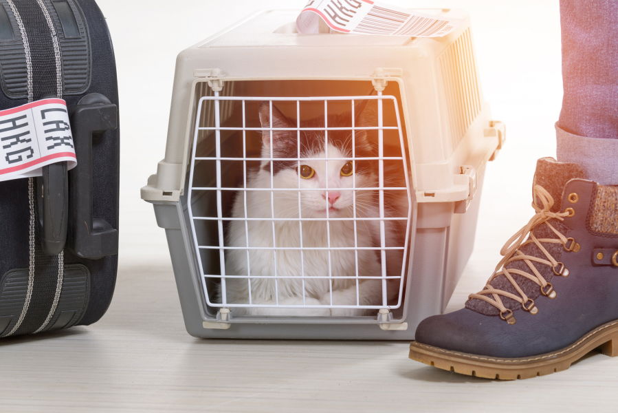 There are options when it comes to pets and plane travel.