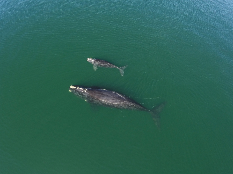 A North Atlantic right whale with a calf. This still image is from a drone video taken by the Georgia Department of Natural Resources.