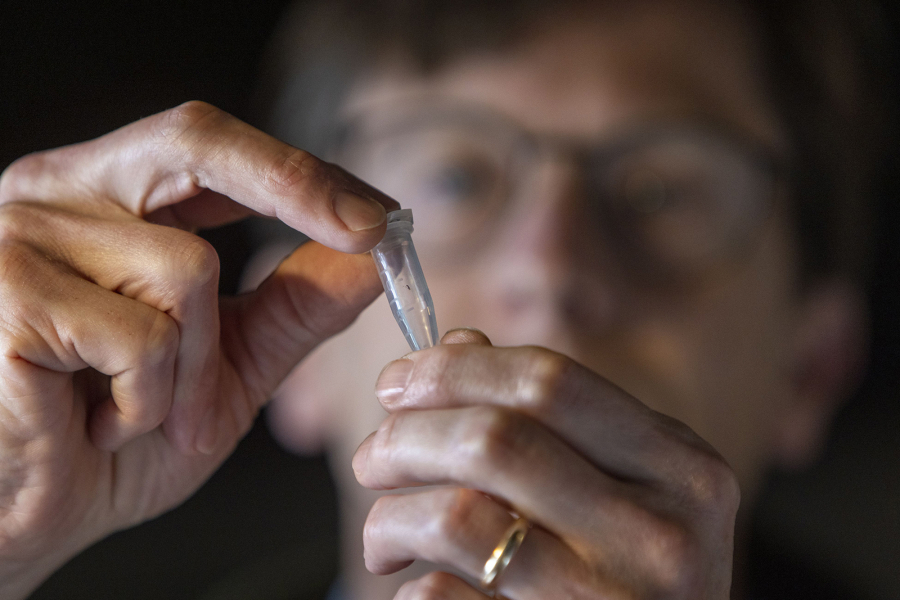 Colin Purrington, a retired Swarthmore College biology professor at his home in Swarthmore, holds a tube with a tiny wasp that he found in a dried fig from Trader Joe's. (Alejandro A.