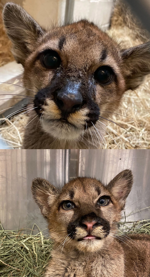 Orphaned cougar cubs Holly, top, and Hazel have found new homes the Oakland Zoo in California.