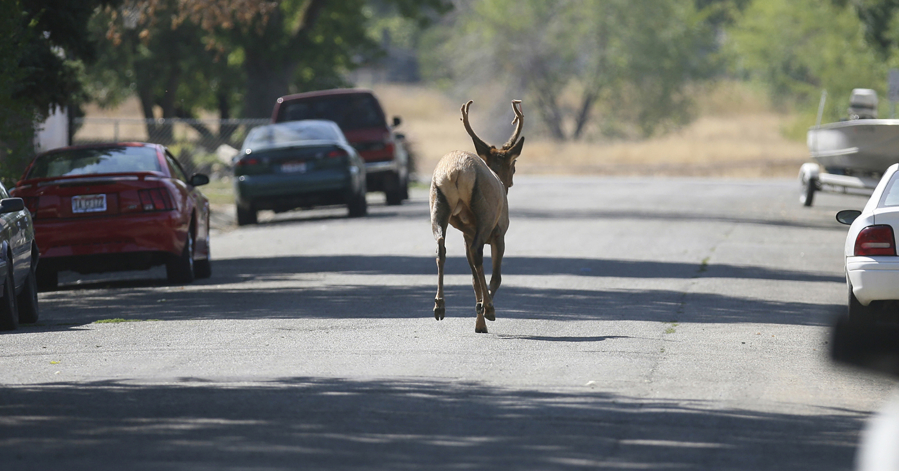 A young bull elk runs through a neighborhood in Boise, Idaho, in 2007.