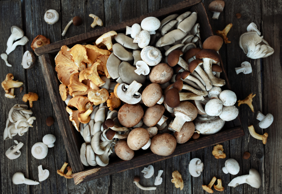 Fresh harvested edible various mushrooms from a farmers market include chanterelle, oyster mushroom, white button, brown cremini, and velvet pioppini.