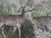A Columbian white-tailed deer is greeted by her fawn licking her neck at the Ridgefield National Wildlife Refuge. The species of deer is considered threatened, but no longer endangered, as populations rebound.