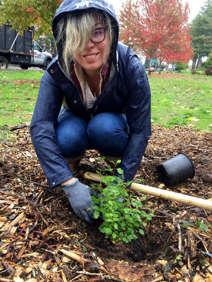 A volunteer places a young plant in the ground as a part of Watershed Alliance of Southwest Washington's Day of the Dead planting at Burnt Bridge Creek.