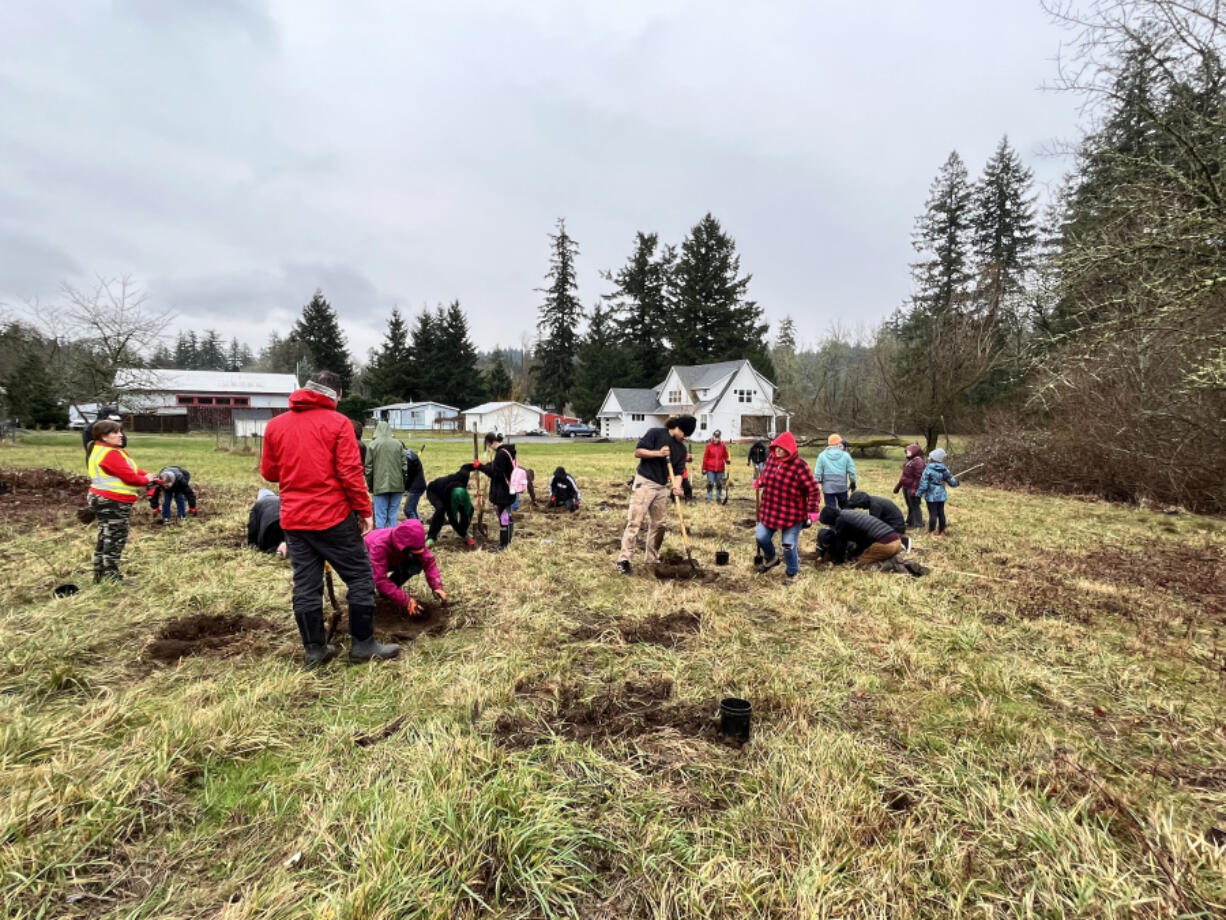 Thirty-one volunteers gathered Jan. 21 to plant more than 150 trees on a city of Camas site just east of Lacamas Lake.