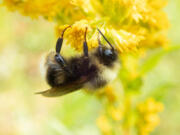 A Western bumble bee, as seen here, was one of the most popular bees along the West Coast but has substantially decreased since the 1990s, according to the Xerces Society.