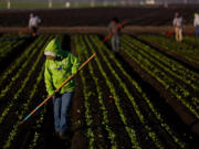 Farmworkers cull lettuce in Salinas. Lettuce is a major crop in the Salinas Valley, valued at $1.2 billion.