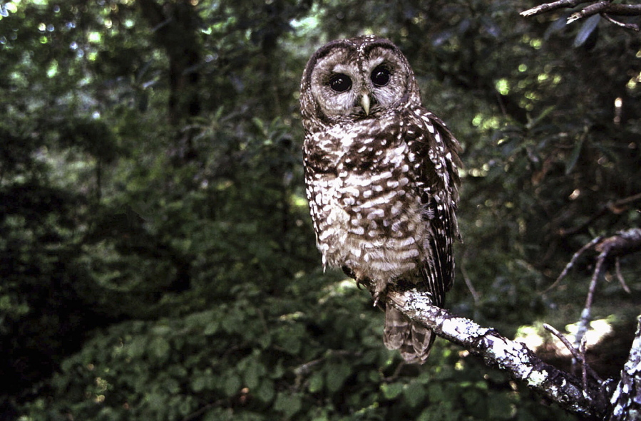 FILE - A northern spotted owl sits on a branch in Point Reyes, Calif., in June 1995. Federal wildlife officials on Wednesday, Feb. 22, 2023, announced a proposal to classify one of two dwindling California spotted owl populations as endangered after a court ordered them to reassess a Trump administration decision not to protect the brown and white birds.