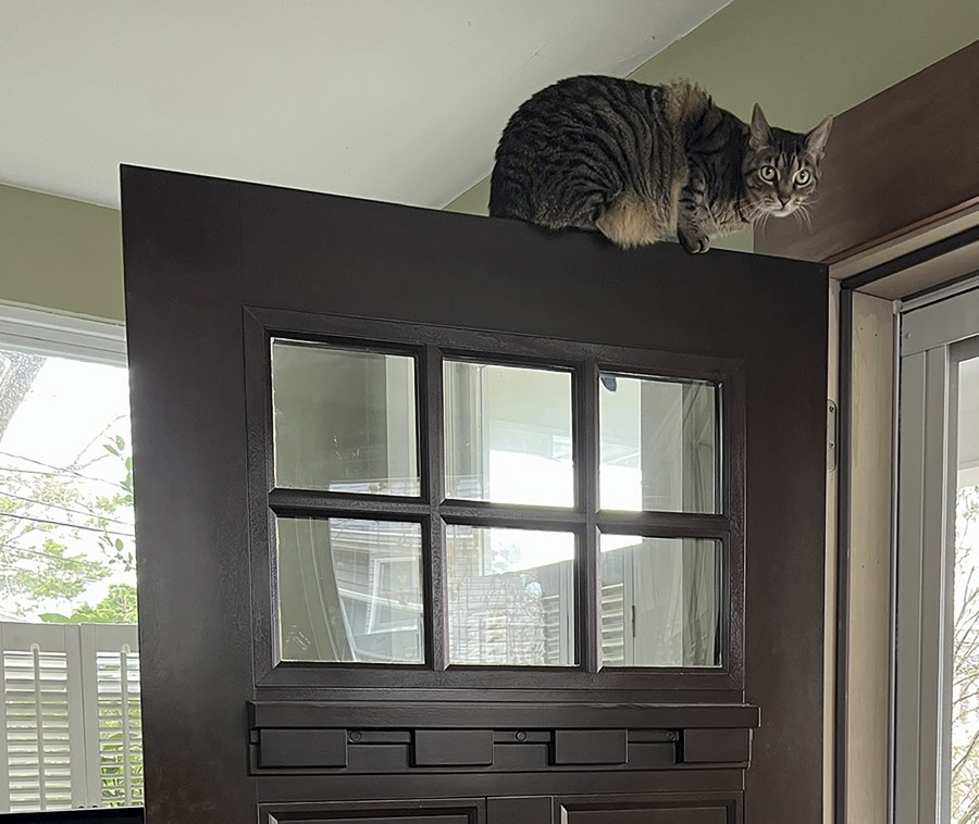 This December, 2022, photo provided by Jessica Damiano shows a cat perched on top of an entrance door. Because cats have exceptional agility and climbing skills, it can be difficult, if not impossible, to place plants and other items out of their reach.