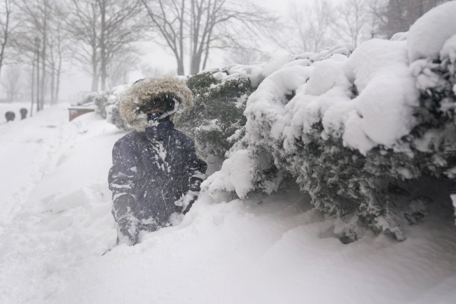 Arturo Diaz enjoys playing in a deep snow bank Feb. 1, 2021, in Hoboken, N.J. With leafy branches in winter, evergreens are especially good at catching snow, which can be bent, even broken by a heavy snow load.