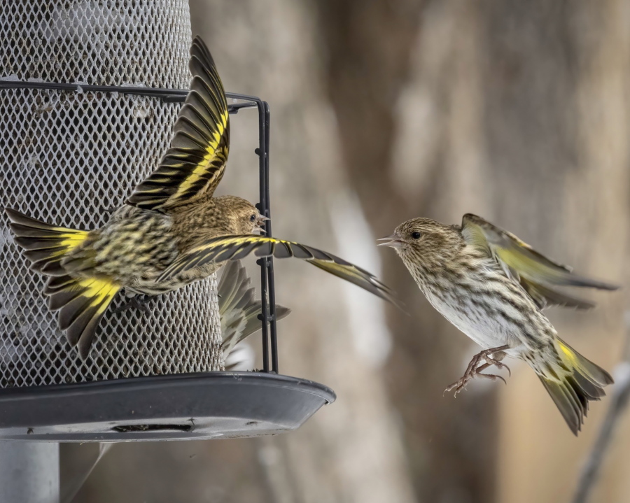 Pine siskins enjoy a backyard thistle feeder. Chad Witco of Audubon's Migratory Bird Initiative recommends them to attract the lively birds.