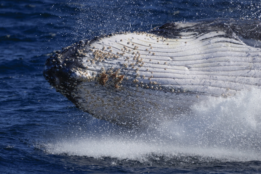 A humpback whale breaches off the coast of Port Stephens, Australia, on June 14, 2021. Lonely humpback whales are more likely to sing - but as populations grow, whales wail less, a new study released on Thursday, Feb. 16, 2023, suggests.