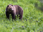 FILE - In this July 6, 2011, file photo, a grizzly bear roams near Beaver Lake in Yellowstone National Park, Wyo. The Biden administration on Friday, Feb.3, 2023, took a first step toward ending federal protections for grizzly bears in the northern Rocky Mountains, which would open the door to future hunting in several states.