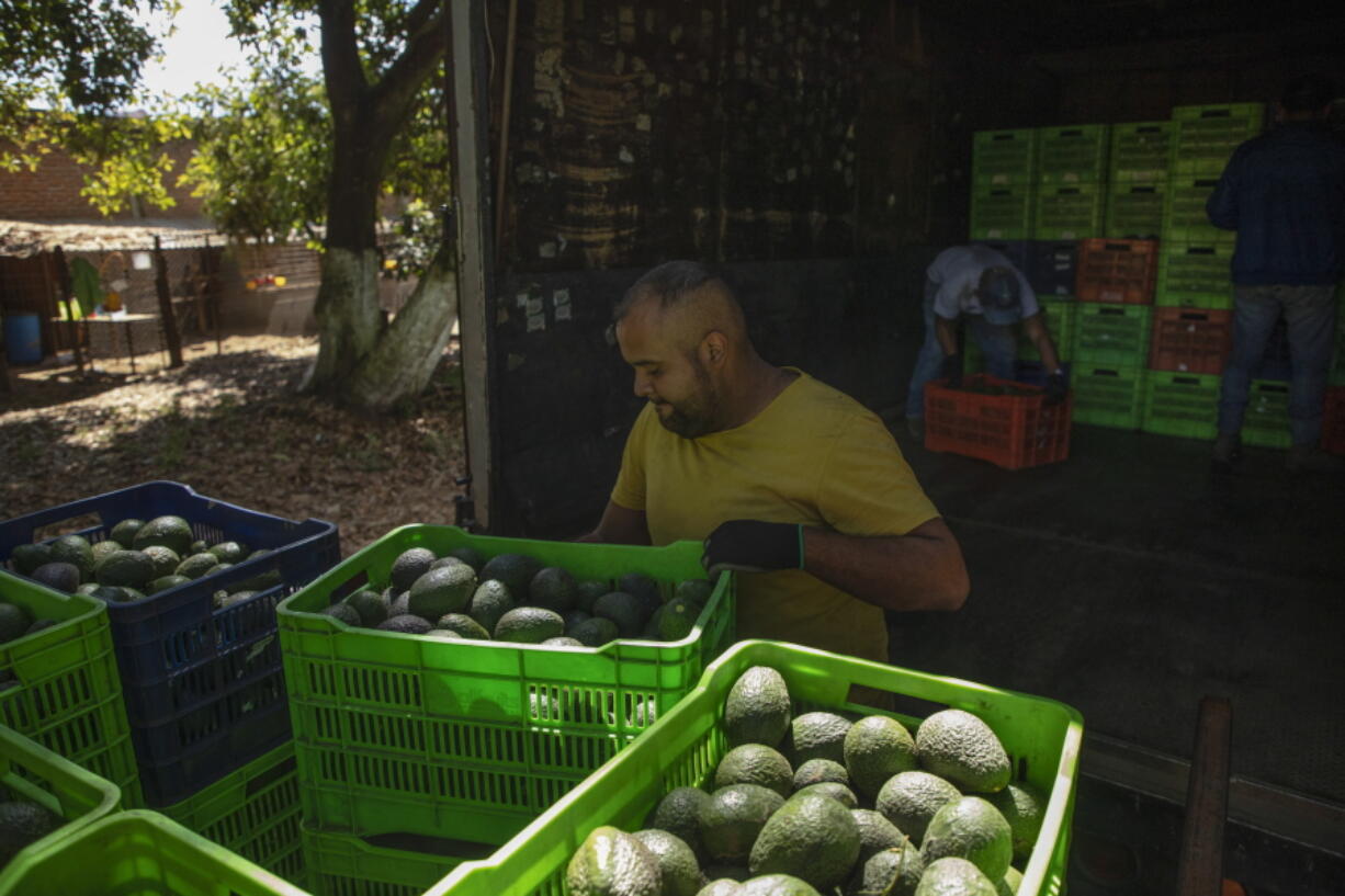 A man works at an avocado orchard in Santa Ana Zirosto, Michoacan state, Mexico, Thursday, Jan. 26, 2023.