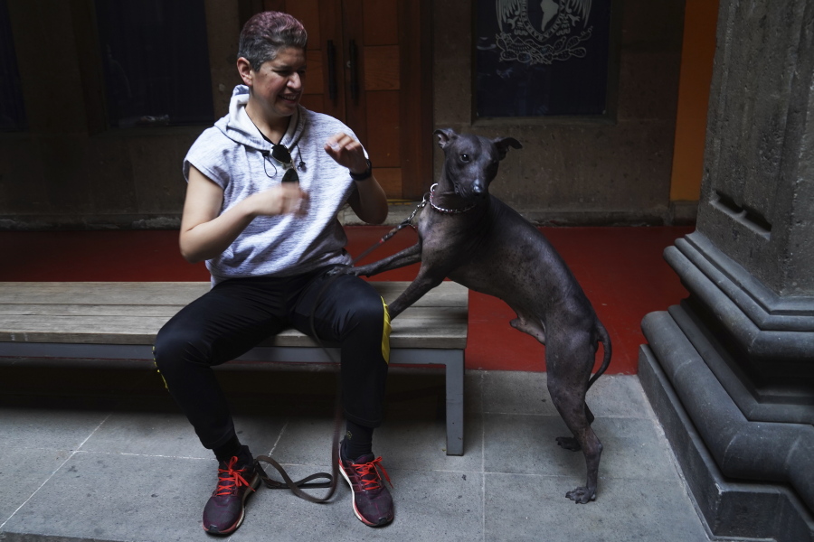 Nemiliz Gutierrez Arroyo sits Jan. 25 next to his Xoloitzcuintle breed dog named Mezcal, during a press conference about the Xoloitzcuintle in art, in Mexico City.