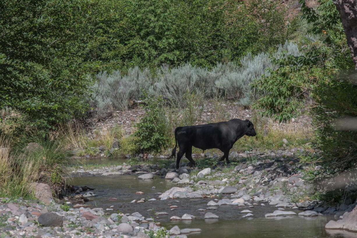 In this photo provided by Robin Silver, a feral bull is seen along the Gila River in the Gila Wilderness in southwestern New Mexico, on July 25, 2020. U.S. forest managers in New Mexico are moving ahead with plans to kill feral cattle that they say have become a threat to public safety and natural resources in the nation's first designated wilderness, setting the stage for more legal challenges over how to handle wayward livestock as drought maintains its grip on the West.