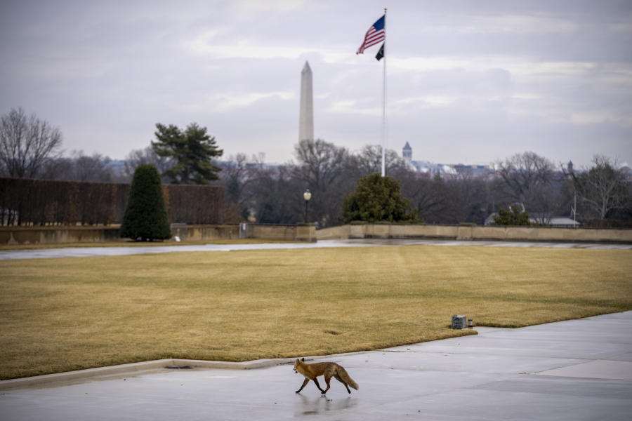 The Washington Monument visible as a fox walks along the grounds of the Pentagon in Washington, Tuesday, Jan. 17, 2023.