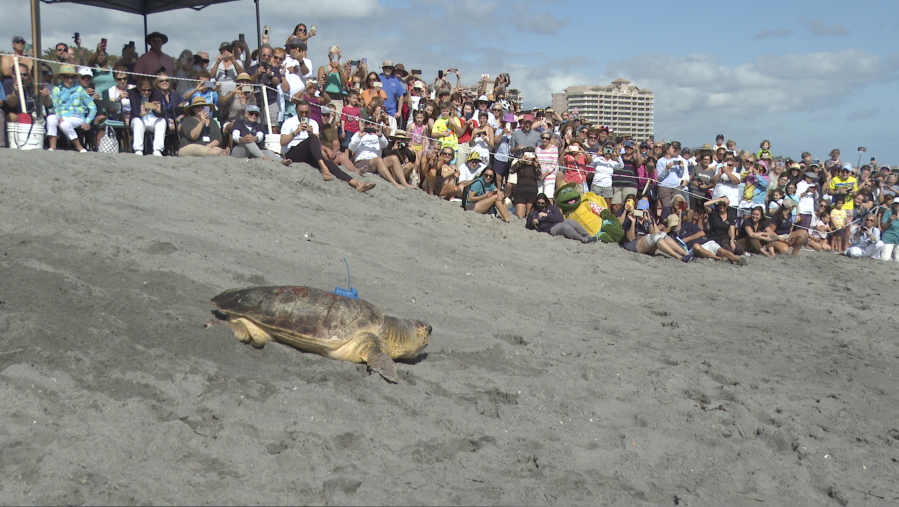 A loggerhead sea turtle named Rocky was released into the Atlantic Ocean on Wednesday, Feb.  15, 2023 in Juno Beach, Fla after spending six weeks rehabbing at Loggerhead Marinelife Center. Wednesday morning's event marked the first public sea turtle release from the Juno Beach center since 2021.