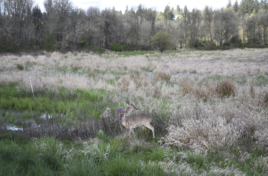 A Columbian white-tailed deer and her fawn graze in a wetlands area of the Ridgefield National Wildlife Refuge. A growing population means the species is no longer considered endangered, but it is still threatened by several challenges.