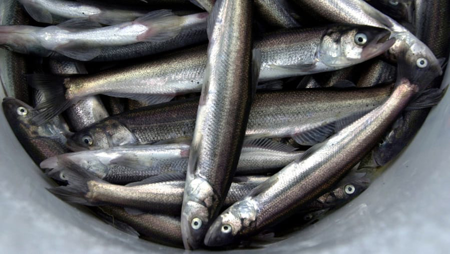 Eulachon, the small dead fish otherwise known as smelt, die after they spawn and normally wash up along the Columbia River’s banks, said Laura Heironimus, Washington Department of Fish and Wildlife sturgeon, smelt and lamprey lead.