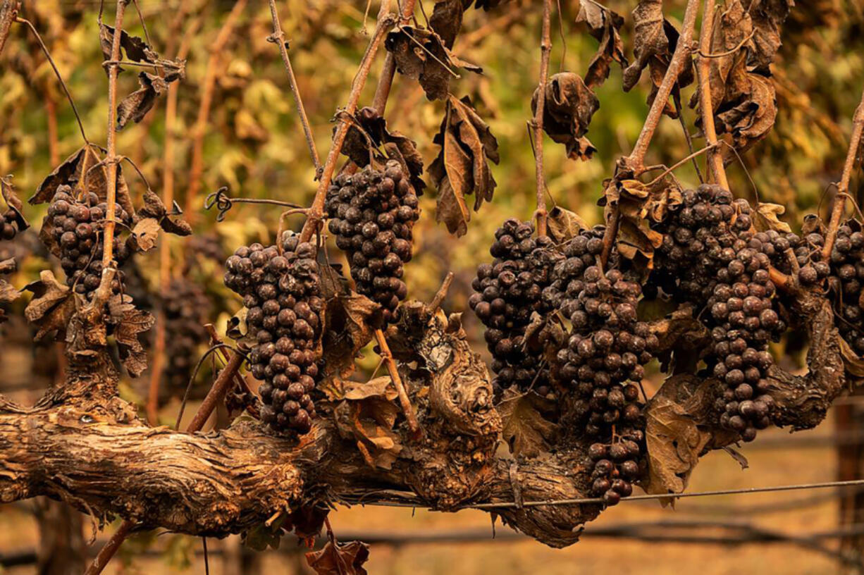 Scorched grapes remain on the vines at Chateau Boswell, which was destroyed during the Glass Fire, near St. Helena in Napa County in September 2020.