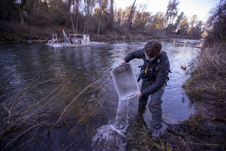 Alex Arrow, a biological science technician, pours a bucket of juvenile chinook salmon back into Battle Creek, Calif., after counting them near Coleman National Fish Hatchery, in Anderson, last year. (Allen J.