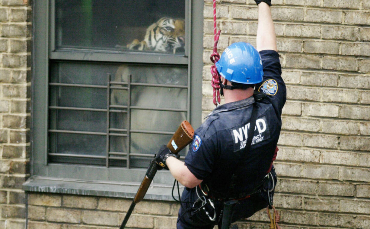 New York Police Department Officer Martin Duffy rappels down the side of an apartment building in Harlem to tranquilize a 450-pound Siberian-Bengal tiger named Ming. The animal had been kept illegally in its own apartment.