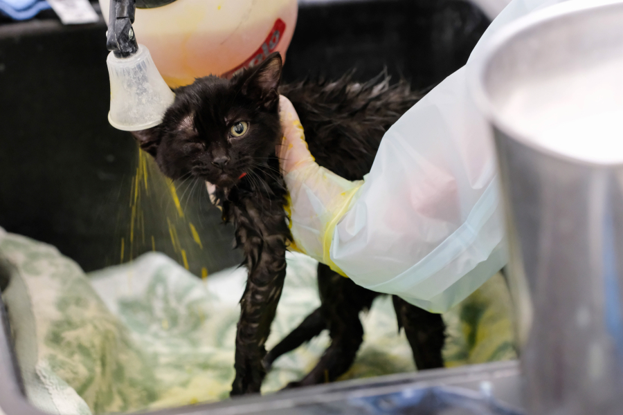 Mattie English uses a small pump sprayer to soak a kitten with lime-sulfur treatment at the Humane Society for Southwest Washington in December.