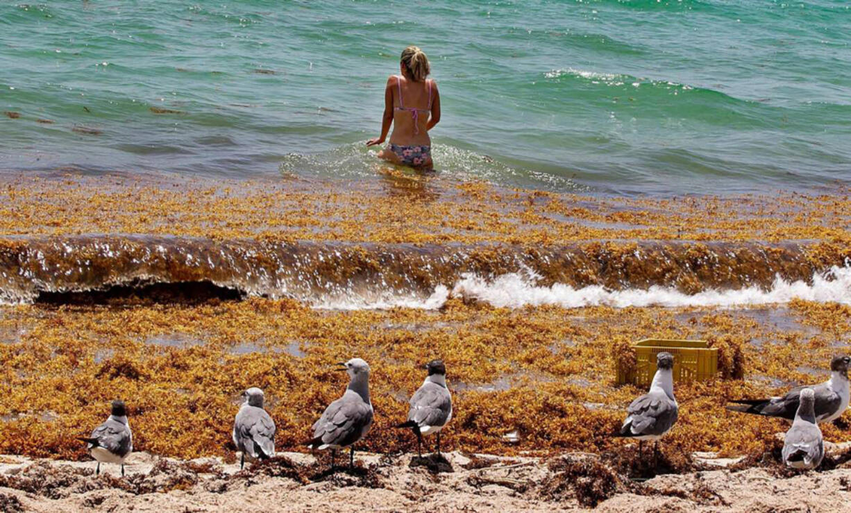 Seagulls lay in the sand as Monica Madrigal finds her way to the ocean through a thick raft of Sargassum seaweed that washed up on the seashore on Miami Beach in 2020.