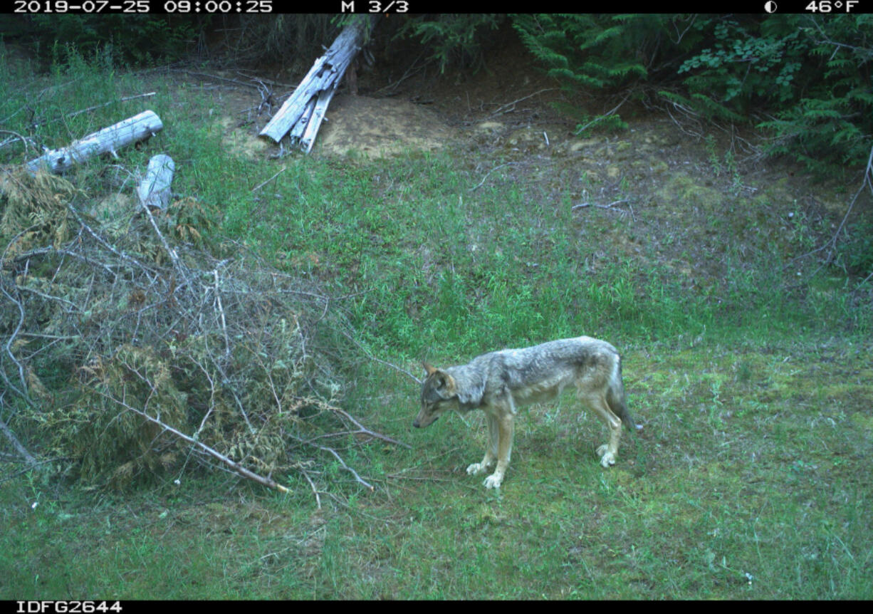 A wolf is caught on an Idaho Department of Fish and Game trail camera on July 25, 2019.