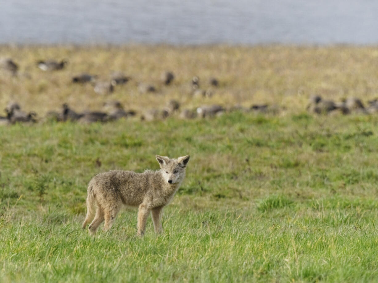 Exactly who wanted the animals dead and how much the killing cost is a mystery, but on Feb. 24, 2021, a little-known agency within the U.S. Department of Agriculture killed 67 coyotes to protect cattlemen's herds.