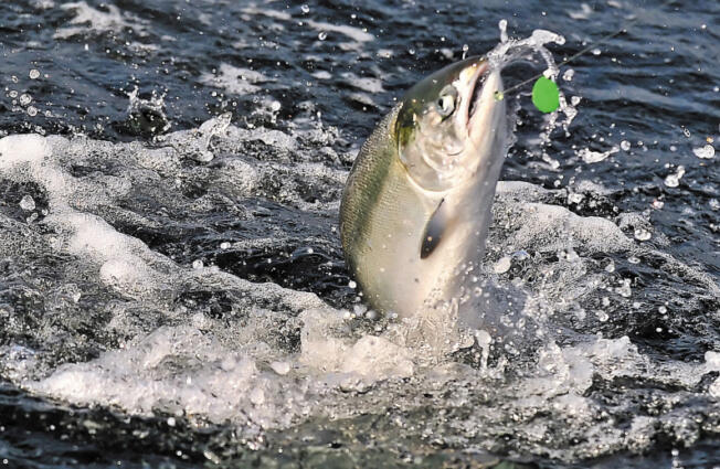 A chinook salmon is hooked in Oregon.