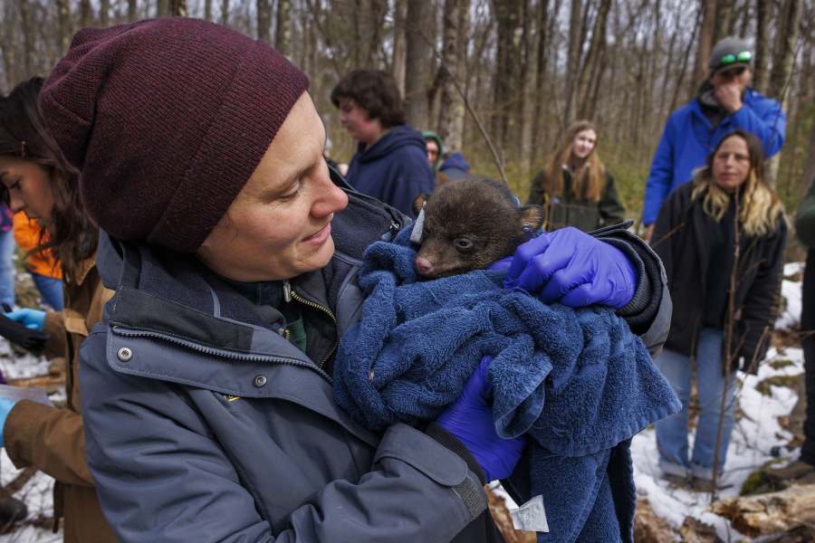 Emily Carrollo, a black bear biologist for the Pennsylvania state Game Commission, tagged and examined black bear cubs near Promised Land State Park earlier this month. (Alejandro A.