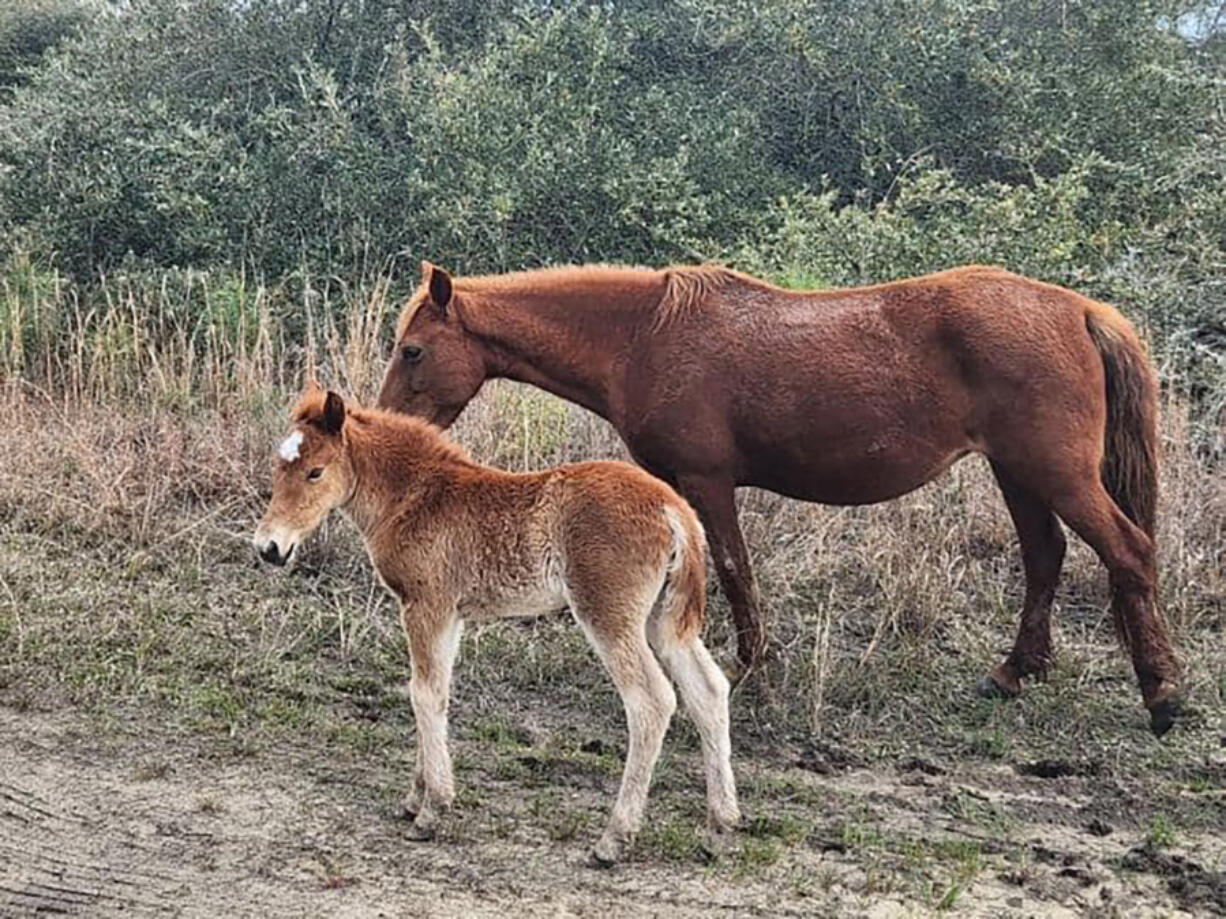 A foal named Dove has been discovered roaming Corolla on the Outer Banks of North Carolina. She is the first foal of 2023, the Corolla Wild Horse Fund reports.
