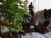 A cannabis plant greets job seekers as they sign in at CannaSearch, Colorado's first cannabis job fair, on March 13, 2014 in Denver.