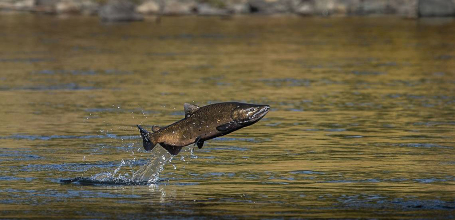 A male chinook salmon jumps out of the water in 2018.