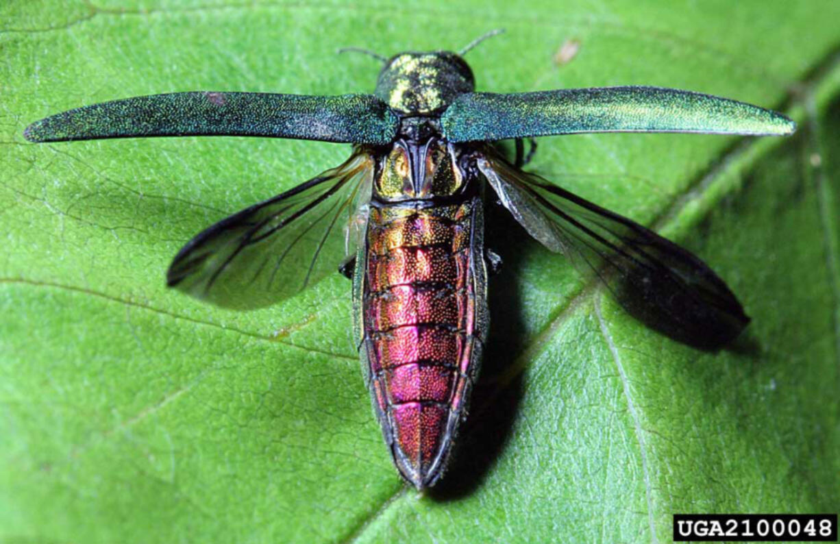 Emerald ash borers have killed "tens of millions" of ash trees in more than 30 states. The beetle, native to eastern Asian countries, may have been introduced in Canada through wood shipping materials about 20 years ago, according to the U.S. Department of Agriculture.