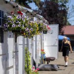 Colorful summer flower baskets hang from the pallet units at Safe Stay Community. (Amanda Cowan/The Columbian files)