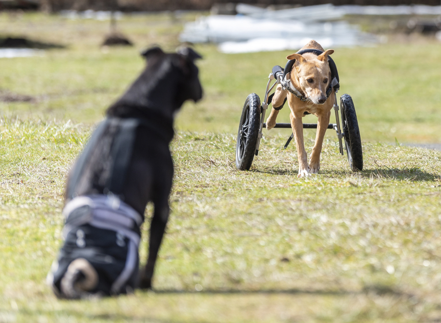 Dora, 7, right, walks around the yard at Angels with Misplaced Wings Sanctuary while Santo, 10, left, watches. They are two special needs dogs who live at the sanctuary.