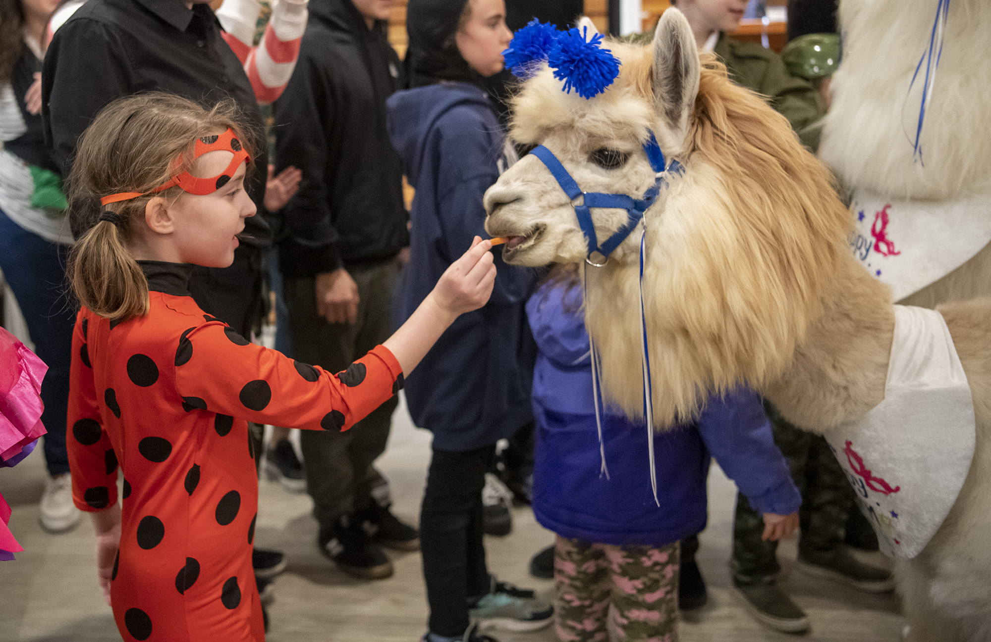 Arielle Kehoe, 6, of Camas, feeds a carrot stick to Napoleon, an alpaca from Mtn Peaks Therapy Llamas and Alpacas, on Tuesday, March 7, 2023, during a Purim celebration at the Chabad Jewish Center in Vancouver.