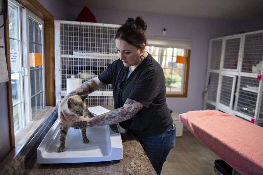 As executive director of Furry Friends, Jenn Hutchman has her paws full. From managing staff, facilitating adoptions, to performing intake medical checkups for the shelter's newest tenants.
