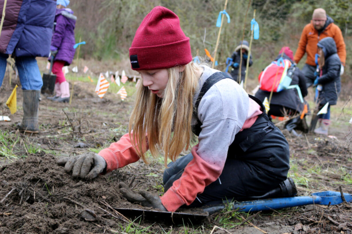 Hockinson Heights Elementary School student Charlotte O'Donnell Munson-Young plants native shrubs with her classmates.