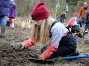 Hockinson Heights Elementary School student Charlotte O'Donnell Munson-Young plants native shrubs with her classmates.