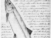 One small fish provided Native peoples with both nutrition and light. The eulachon, also known as smelt or candlefish, often provided hungry Indigenous tribes with food until spring. Meriwether Lewis was the first to document this life-sized smelt on this page of his journal. Throughout the 1800s, the Columbia River had immense spawning runs of millions.