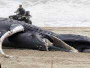 A police officer in Seaside Park N.J. rides a beach buggy near a dead whale on the beach on March 2, 2023. On Tuesday, March 28,  Democratic U.S. Senators from four states called upon the National Oceanic and Atmospheric Administration to address a spate of whale deaths on the Atlantic and Pacific coasts. The issue has rapidly become politicized, with mostly Republican lawmakers and their supporters blaming offshore wind farm preparation for the East Coast deaths despite assertions by NOAA and other federal and state agencies that the two are not related.