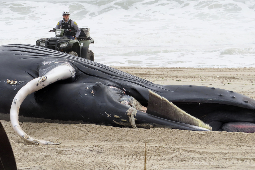 A police officer in Seaside Park N.J. rides a beach buggy near a dead whale on the beach on March 2, 2023. On Tuesday, March 28,  Democratic U.S. Senators from four states called upon the National Oceanic and Atmospheric Administration to address a spate of whale deaths on the Atlantic and Pacific coasts. The issue has rapidly become politicized, with mostly Republican lawmakers and their supporters blaming offshore wind farm preparation for the East Coast deaths despite assertions by NOAA and other federal and state agencies that the two are not related.