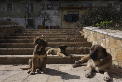 Stray dogs rest on the city stairs in Bajram Curri town, 240 kilometers (150 miles) northern of Tirana, Albania, Tuesday, March 14, 2023. Thousands of young Albanians have crossed the English Channel in recent years to seek a new life in the U.K. Their dangerous journey in small boats or inflatable dinghies reflects Albania's anemic economy and a younger generation's longing for fresh opportunities.