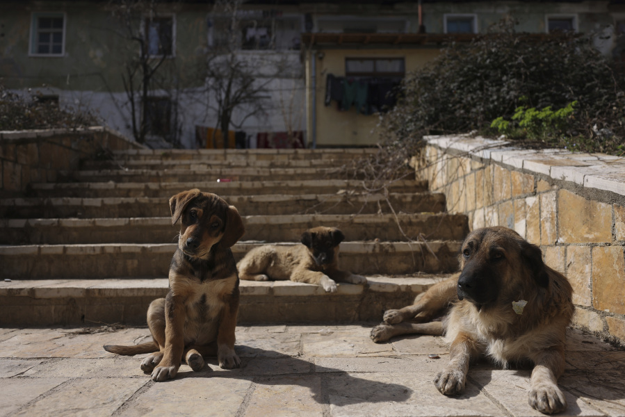 Stray dogs rest on the city stairs in Bajram Curri town, 240 kilometers (150 miles) northern of Tirana, Albania, Tuesday, March 14, 2023. Thousands of young Albanians have crossed the English Channel in recent years to seek a new life in the U.K. Their dangerous journey in small boats or inflatable dinghies reflects Albania's anemic economy and a younger generation's longing for fresh opportunities.