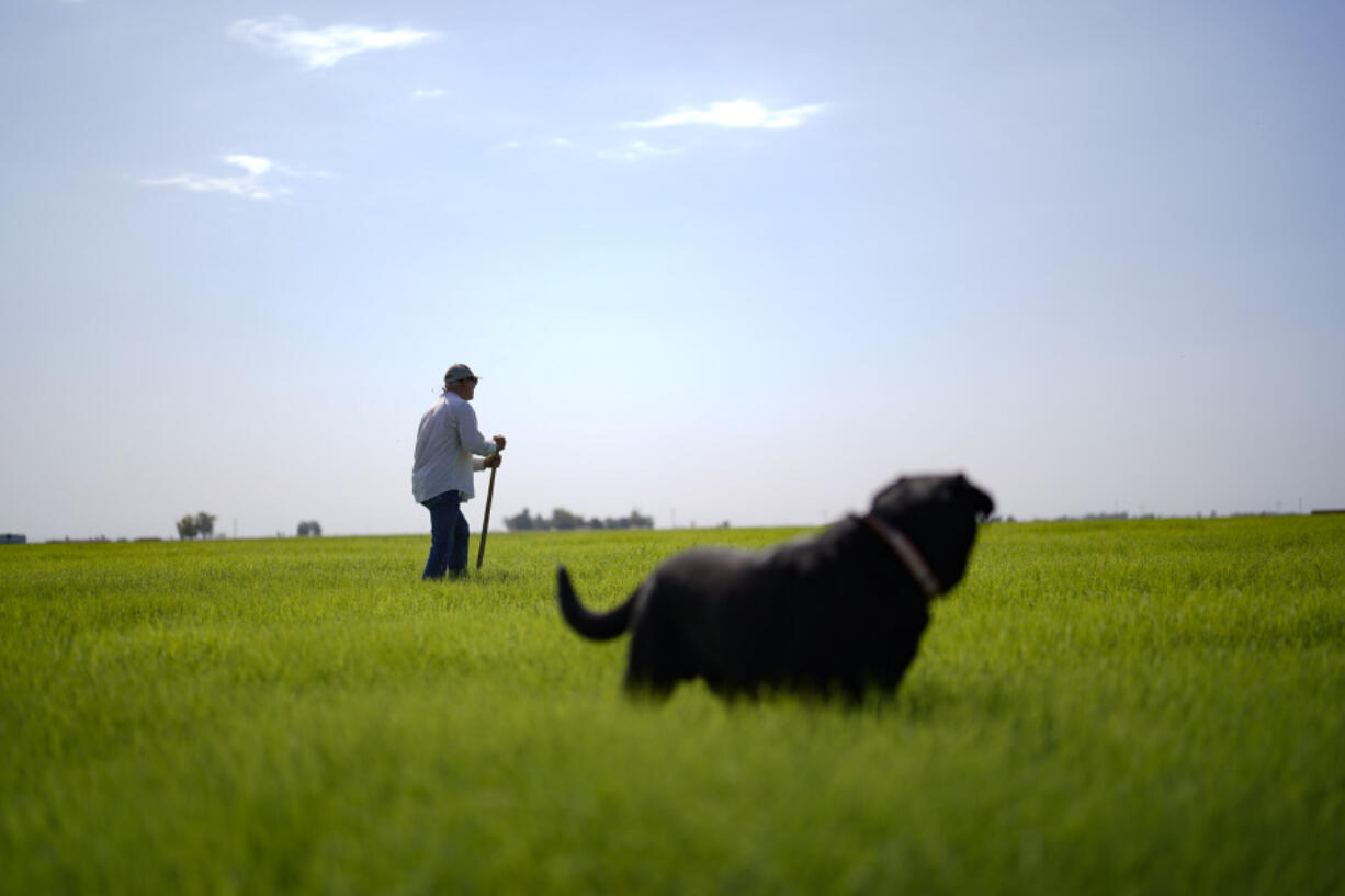 Farmer Larry Cox walks in a field of Bermuda grass with his dog, Brodie, at his farm Monday, Aug. 15, 2022, near Brawley, Calif. With drought, climate change and overuse of the Colorado River leading to increasingly dire conditions in the West, the federal Bureau of Reclamation is looking at fallowing as a way to cut water use. That means idling farmland, with payments to major users to make it worthwhile. That has farmers primarily in California's Imperial Valley and Arizona's Yuma Valley weighing the possibility. Many are reluctant.